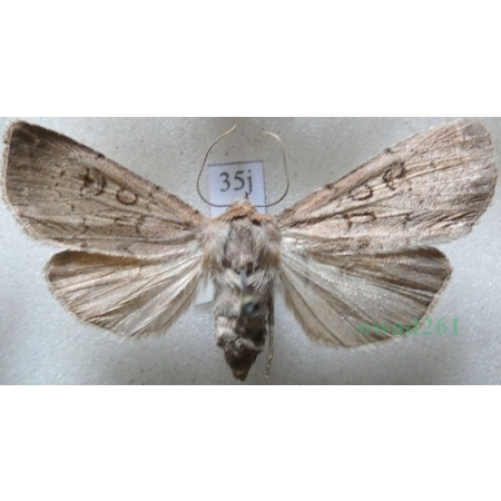 Graphiphora augur (Fabricius, 1775) Rolnica wróżebnica Czech35j
